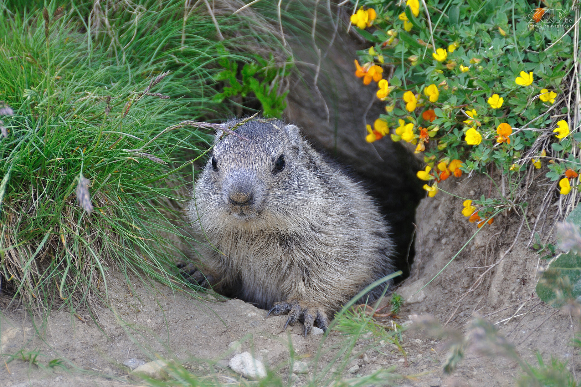 Marmot We also observe different alpine marmots (Marmota marmota). Stefan Cruysberghs